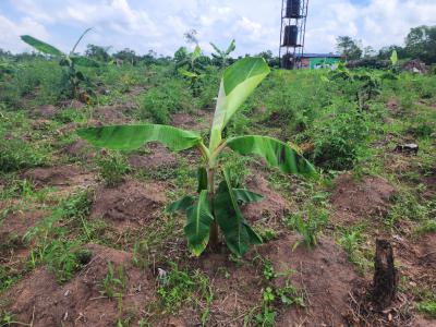 Earn 5 Million Naira Annually for 10 Years on a Plantain Plantation, Alabata Off Funnab, Abeokuta South, Ogun, Residential Land for Sale