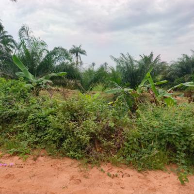 100 Acres of Farmland in Agricultural Zone with Fertile Soil, Aiyepe Town, Odogbolu, Ogun, Mixed-use Land for Sale