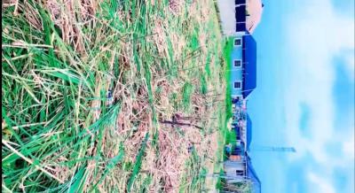 Half Plot of Land