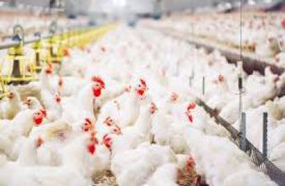 C of O Acres & Hectares of Livestock Farms Ado-awaye, Iseyin, Oyo, Livestock Farmlands at Ado-awaye, Iseyin, Oyo, Commercial Land for Sale