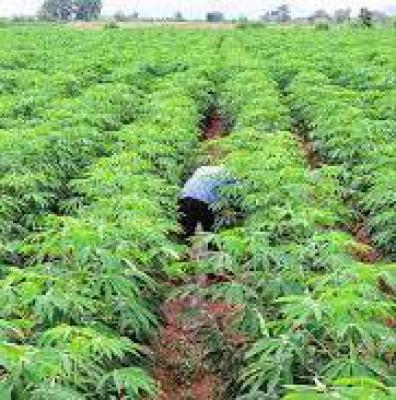 C of O Acres & Hectares of Cashcrop Farmland in Ado-awaye, Iseyin, Oyo, Cashcrop Farmlands in Ado-awaye, Iseyin, Ibadan, Oyo, Land for Sale