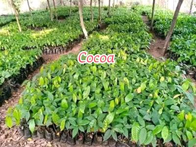 Next Generation Farm City, Ofuape, Abeokuta North, Ogun, Mixed-use Land for Sale