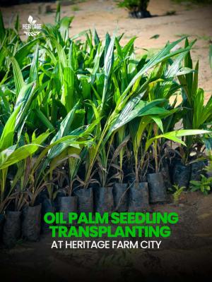 Plantain, Cocoa, Cashew & Cassava-fitted Farmland -- Heritage Farm City, Few Minutes Drive From Funaab,  Alabata, Abeokuta South, Ogun, Mixed-use Land for Sale