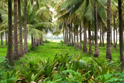 Profitable Coconut Farmland, Adaba Farm and Resort, Owode, Obafemi Owode, Ogun, Commercial Land for Sale