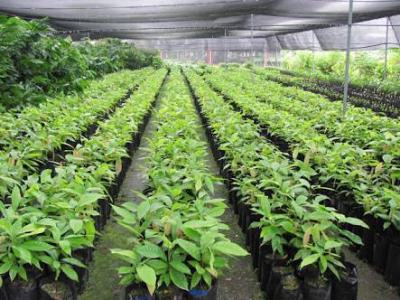 1 Acre of  Profitable Cocoa Farmland, Cocoa Republic,obafemi,owode, Obafemi Owode, Ogun, Commercial Land for Sale