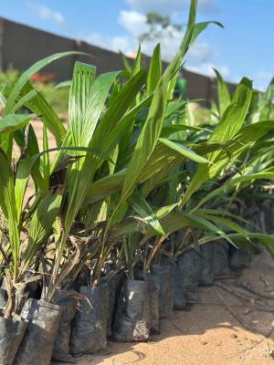 Own a Land That Works for You While You Relax, Abeokuta South, Ogun, Mixed-use Land for Sale