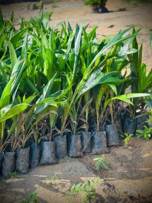 Imagine Owning a Piece of Paradise in a Fast-growing and Highly Sought, Earn Passive Income Annually Through Cocoa and Plantain Farming, Abeokuta North, Ogun, Mixed-use Land for Sale