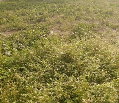 Half Plot of Land, Ajagbandi, Ojo, Lagos, Residential Land for Sale