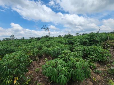 Genuine Farmland Investment with High Returns, Alabata, Abeokuta South, Ogun, Mixed-use Land for Sale