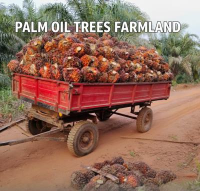 Acres & Hectares of Oil Palm Tree Farmland with C of O, Imeko Afon, Ogun, Commercial Land for Sale