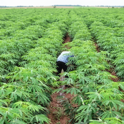 C of O Acres and Hectares of Farmland 8n Ado-awaye After Ibadan, Ado-awaye, Iseyin, Ibadan, Oyo, Land for Sale