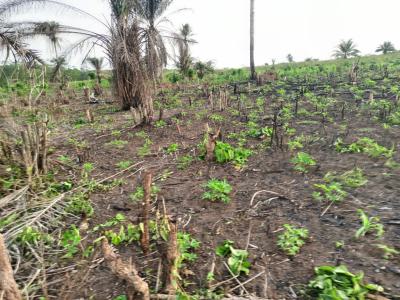 Cassava, Yam, Plantain Farmland, Isiwo, Epe, Lagos, Residential Land for Sale