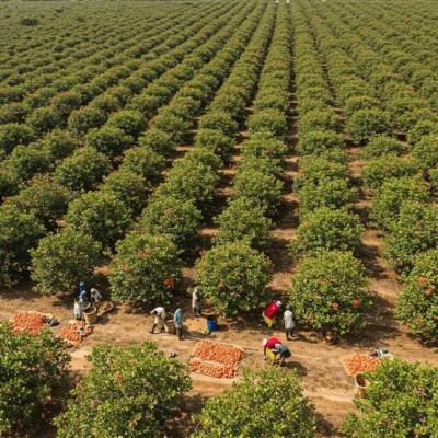 Land, Farm Land with Free Seedlings, Cost Inclusive of Cultivation Fee, Abeokuta North, Ogun, Commercial Land for Sale