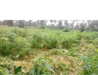 Plots Estate Farm Land, Off Ipara Road Via Ogere, Obafemi Owode, Ogun, Mixed-use Land for Sale