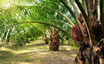 Land, Farm Land Available, Oil Palm Plantation with About 4m Annual Return, Abeokuta North, Ogun, Land for Sale