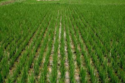Land, Price Inclusive of of Cultivation and Harvest Fee., Ado-odo/ota, Ogun, Land for Sale
