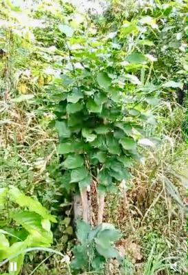 Employ Plot Onna Busy Major Road, Via Thera Annex Area, Sangotedo, Ajah, Lagos, Commercial Land for Rent