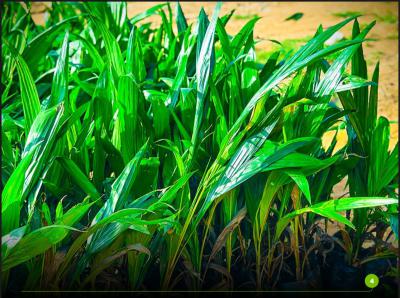 Most Affordable Hectare of Land Suitable for Several Crops, Own an Hectare of Fertile Farmland , Start with As Low As 1 Million, Abeokuta North, Ogun, Mixed-use Land for Sale