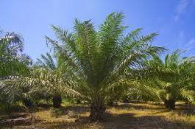 C of O Acres & Hectares of Palmoil Tree & Cashew Farmland in Ado-awaye, Ado-awaye, Iseyin, Ibadan, Oyo, Land for Sale