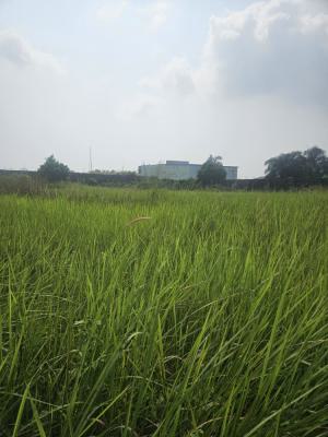 8 Plots of Land Available, Behind Emmy Hotel, Lakowe Golf, Lakowe, Ibeju Lekki, Lagos, Mixed-use Land for Sale