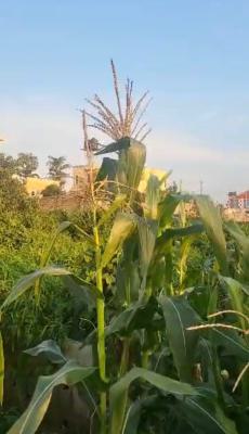 Land, Guzape District, Abuja, Residential Land for Sale