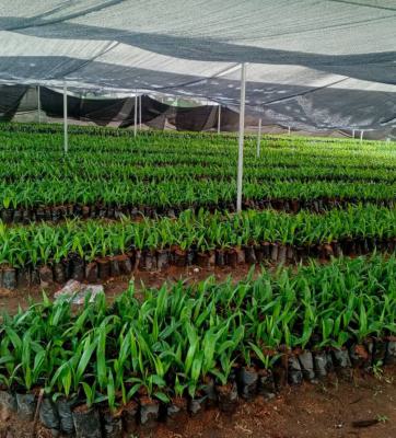 Oil Palm Plantation Developed for Long-term Agricultural Use, Palmrich Farm Phase 2, Ewekoro, Ogun, Mixed-use Land for Sale