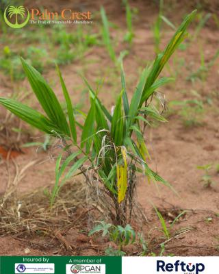 Land, Palmcrest, Imeko Afon, Ogun, Commercial Land for Sale