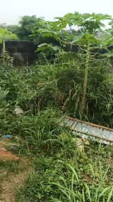 Half Pot of Land, Ikola-ipaja Eleyin, Ipaja, Lagos, Residential Land for Sale