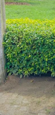 1300 Sqm  Residential Land, Orchid Road, Lekki, Lagos, Residential Land for Sale