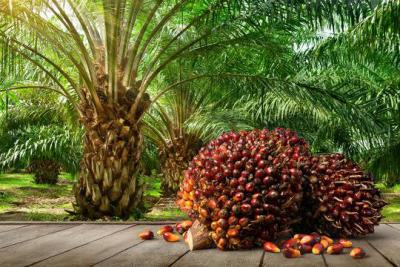 Farmland for Oil Palm Plantation, Palmrich Farm Phase 2, Ewekoro, Ogun, Mixed-use Land for Sale