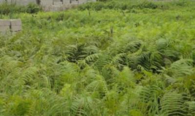 Land, Victoria Island (vi), Lagos, Land Joint Venture