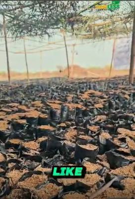 a Farm Land, Timeless Farm Estate , Off Lagos/ibadan Expressway., Obafemi Owode, Ogun, Industrial Land for Sale