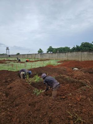 Buy and Build Estate Plots