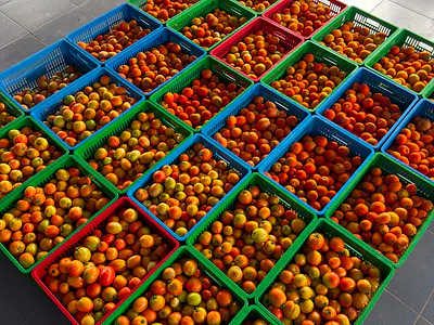 Profitable Farm Land with Guaranteed Revenue — Paradiso Farm, Abeokuta North, Ogun