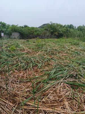 Newly Out Joint Venture Inside a Very Calm Estate Ajah, Ajiwe, Ajah, Lagos, Residential Land Joint Venture