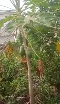 *a Standard Full Plot of Land at Ogunjinrin Street,  Alapere Ketu Lago, Ogunjinrin Street,  Alapere Ketu Lagos*, Alapere, Ketu, Lagos, Land for Sale