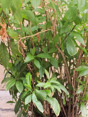 Commercial Land, Behind Defense College, Central Area Phase 2, Abuja, Commercial Land for Sale