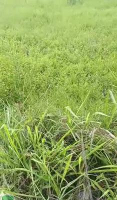 a Land in a Beautiful and Secured Estate at Sangotedo, Monastery Road Beside Shoprite Sangotedo Lagos, Sangotedo, Ajah, Lagos, Residential Land for Sale