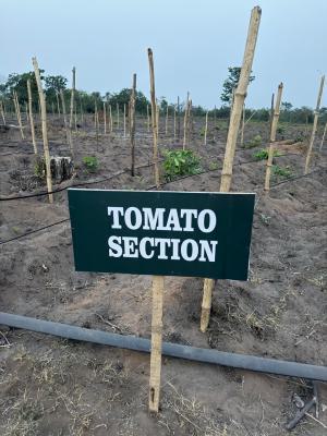 Tomato Farm Land Available, Ayireke Village, Alabata, Odeda, Ogun, Mixed-use Land for Sale