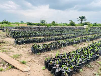 Oil Palm and Plantain Estate Farming in Abeokuta Ogun State, 25 Minutes Drive to Funaab Abeokuta Ogun State, Abeokuta North, Ogun, Commercial Land for Sale
