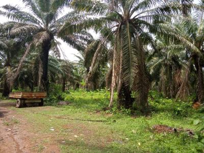 Palm Tree Plantation Farm, Ogbere, Ijebu East, Ogun, Commercial Property for Sale