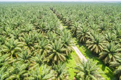 1 Acre of Palm Tree Farm Land, Abeokuta South, Ogun, Mixed-use Land for Sale