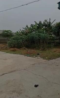 Bungalow Setback, Fenced Round with Gate, Sitting on a Full Plot, Ait Kola  Road, Alagbado, Ifako-ijaiye, Lagos, House for Sale