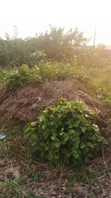 Land, Lekki Scheme 2 Estate, Lekki Phase 2, Lekki, Lagos, Commercial Land for Rent