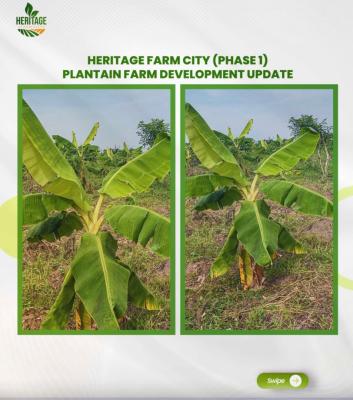 Own a Farmland with As Low As 500k Deposit & Spread Balance in Months, Fertile Land Suitable for Several Crops Buy 5 Plots, Get 1 Plot Free,, Abeokuta North, Ogun, Mixed-use Land for Sale