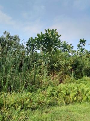 4 (four) Hectares of Land, Zone 1, Wuse, Abuja, Commercial Land for Sale