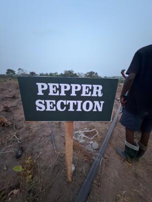Farm Land Hectare Deals for Pepper, Ayireke Village, Via Alabata, Odeda Local Government, Abeokuta South, Ogun, Commercial Land for Sale