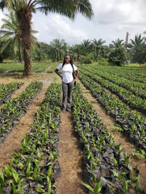 Oil Palm Trees Ownership, Onigbedu, Ewekoro, Ogun, Residential Land for Sale