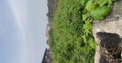 a Virgin Bareland on a Full Plot in an Estate in Akoka Available, Akoka, Akoka, Yaba, Lagos, Residential Land for Sale