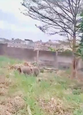 Smart Investment: 3 Plots with C of O, Ogba, Ikeja, Lagos, Land for Sale